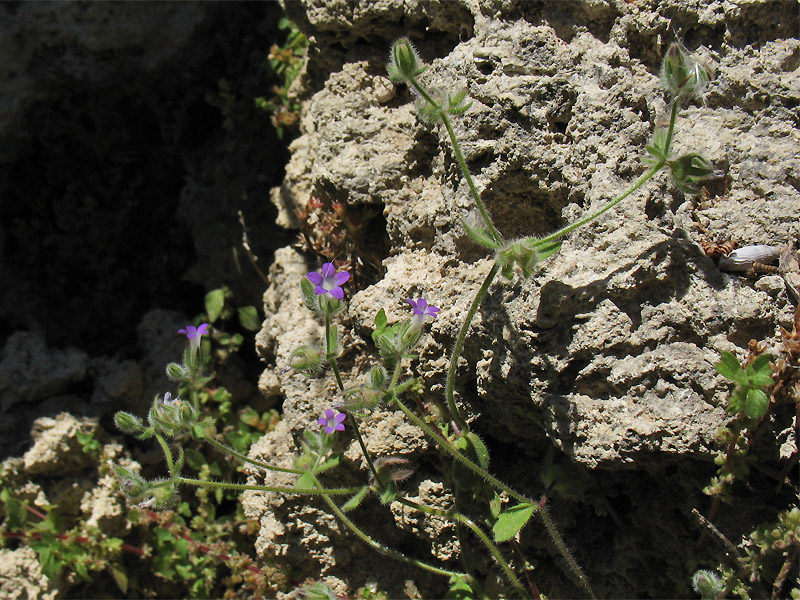 Image of Campanula erinus specimen.