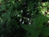 Circaea lutetiana. Соцветие с цветками и плодами. Абхазия, Гудаутский р-н, г. Новый Афон, Афонская гора. 23 июля 2008 г.