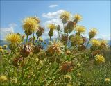 Centaurea salonitana. Верхушка цветущего растения. Черноморское побережье Кавказа, г. Новороссийск, окр. Суджукской лагуны. 11 июля 2008 г.