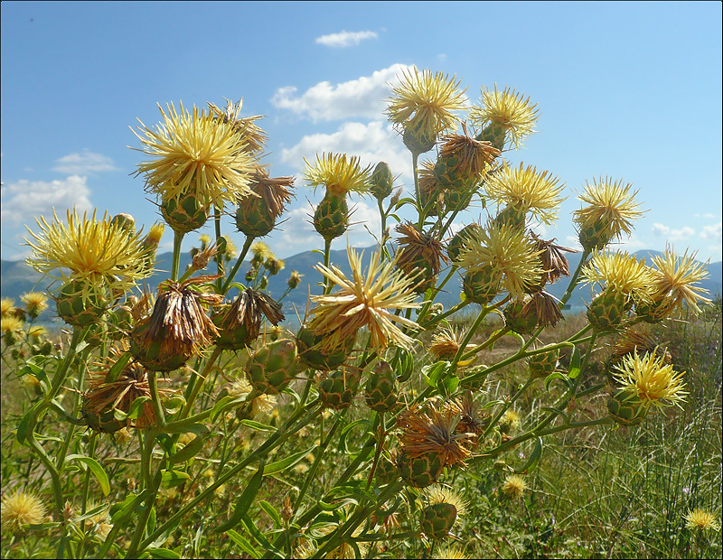 Изображение особи Centaurea salonitana.