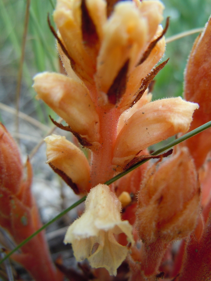 Изображение особи Orobanche centaurina.