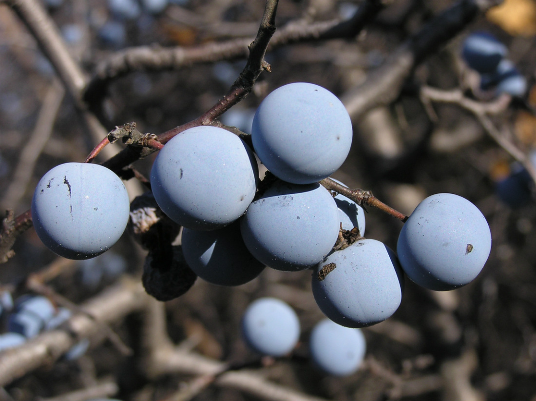 Image of Prunus stepposa specimen.