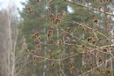 Populus tremula. Ветви с соцветиями. Московская обл., Раменский р-н, окрестности д. Хрипань. 27.04.2006.