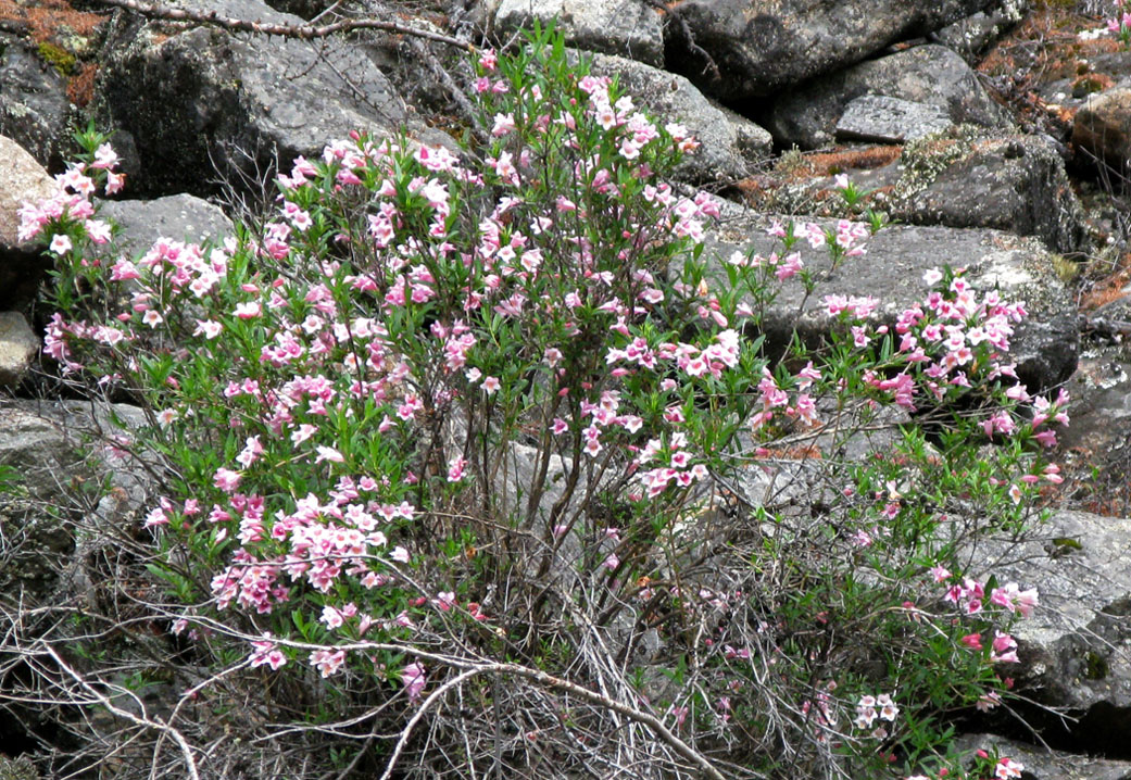 Image of Weigela suavis specimen.