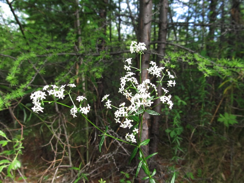 Image of Galium boreale specimen.