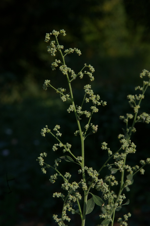 Image of Chenopodium opulifolium specimen.