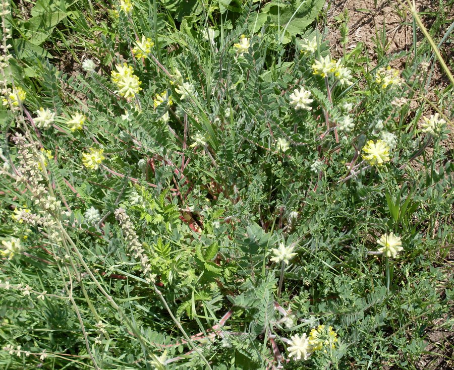 Image of Astragalus dasyanthus specimen.