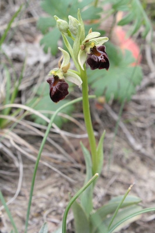 Image of Ophrys mammosa ssp. caucasica specimen.