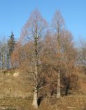 Metasequoia glyptostroboides. Деревья в безлистном состоянии. Украина, Львов, лесопарк Погулянка, в культуре. 28 декабря 2006 г.