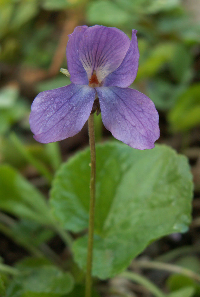 Image of Viola odorata specimen.