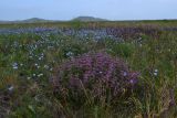 Phlomis pungens. Цветущее растение. Крым, Керченский п-ов, Приазовье, Караларская степь. 08.06.2012.