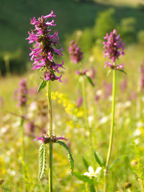 Image of Betonica officinalis specimen.