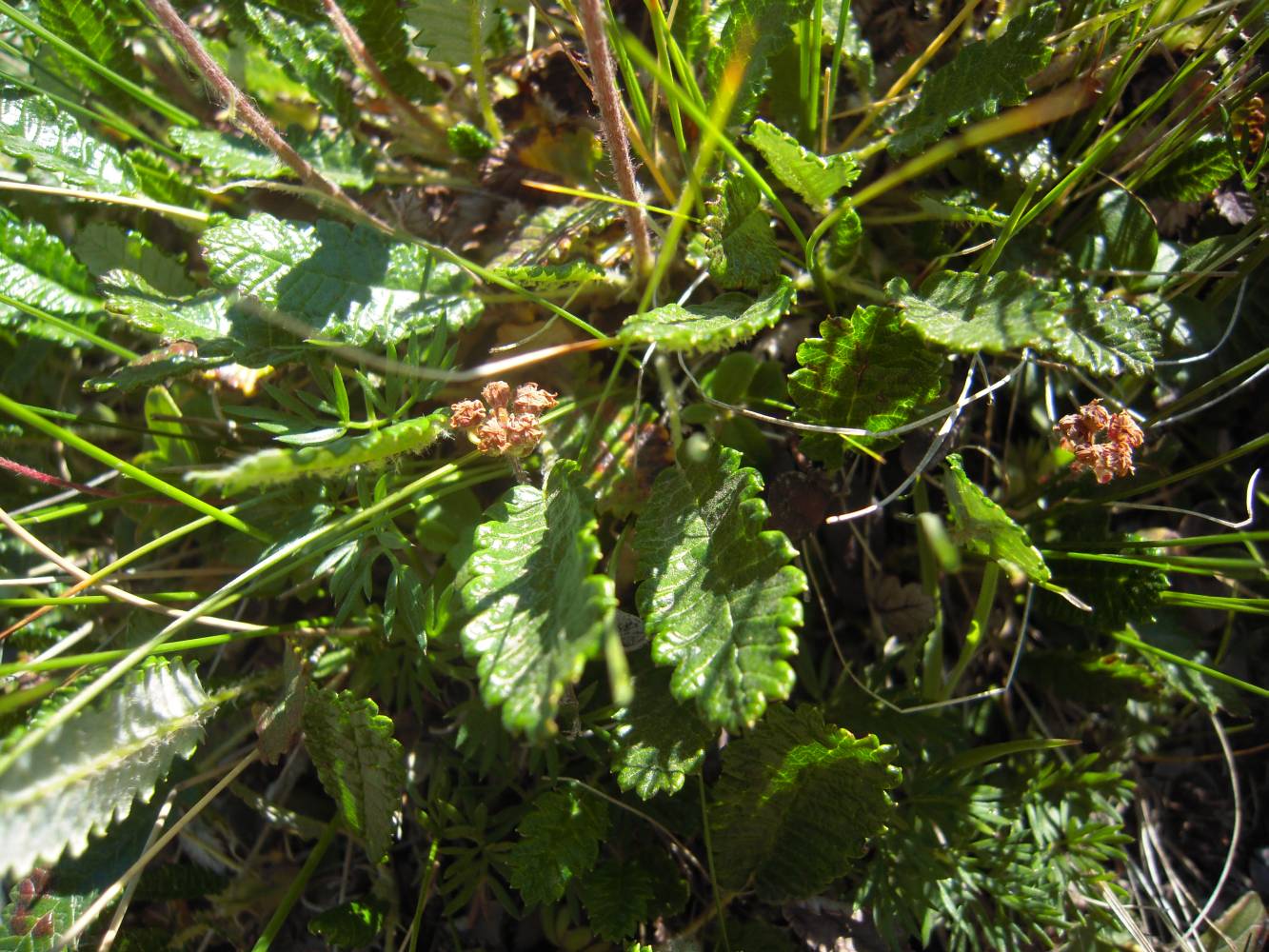 Image of Dryas caucasica specimen.