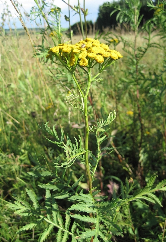 Изображение особи Tanacetum vulgare.