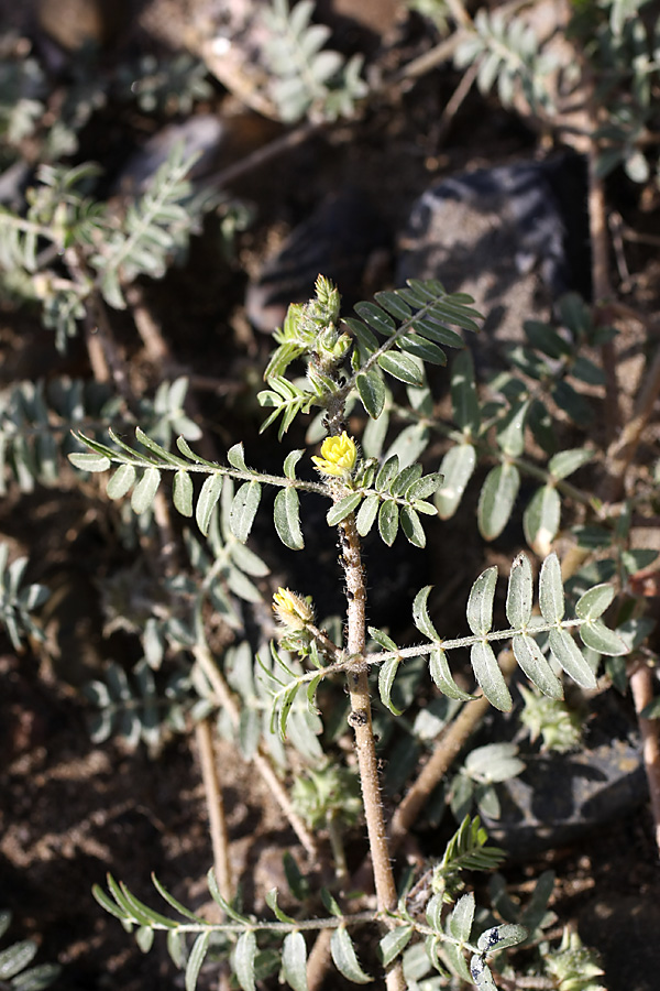 Изображение особи Tribulus terrestris.