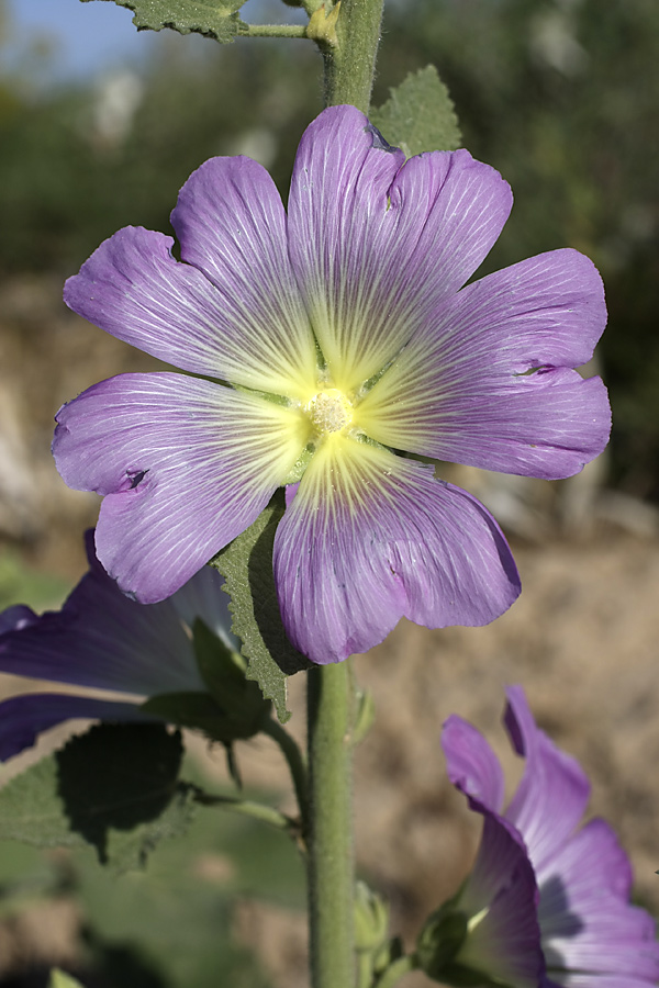 Image of Alcea litwinowii specimen.