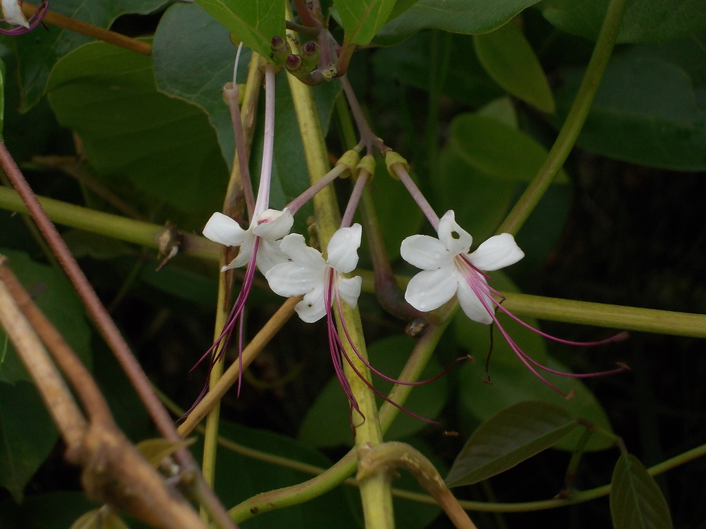 Изображение особи род Clerodendrum.
