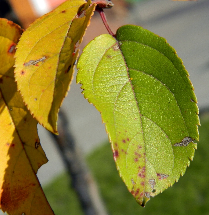 Image of genus Malus specimen.