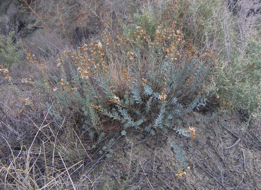 Image of Reaumuria cistoides specimen.