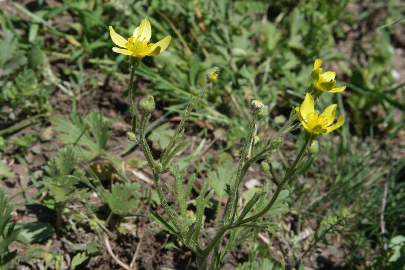 Image of Ranunculus oxyspermus specimen.