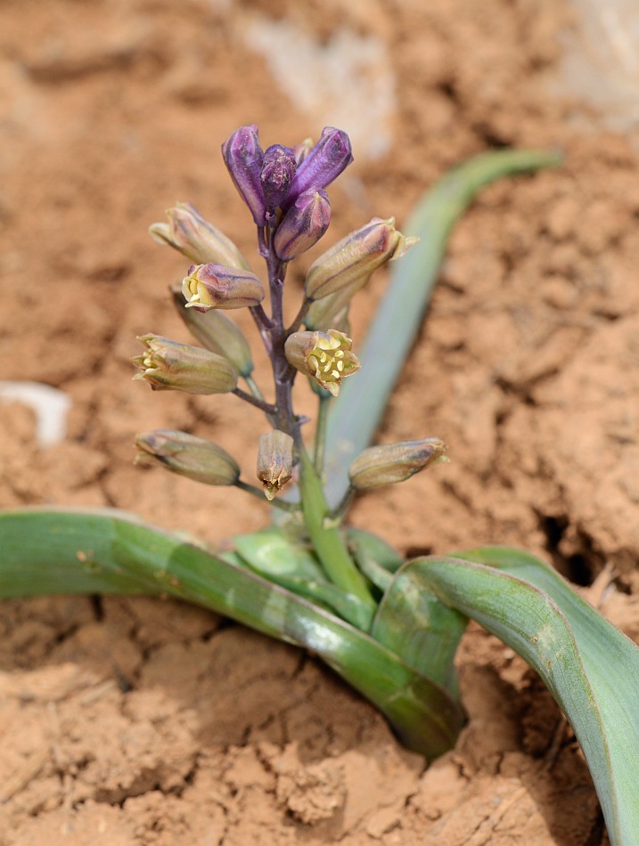 Image of Bellevalia hermonis specimen.