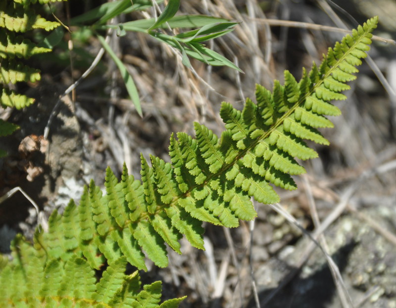 Image of Dryopteris fragrans specimen.