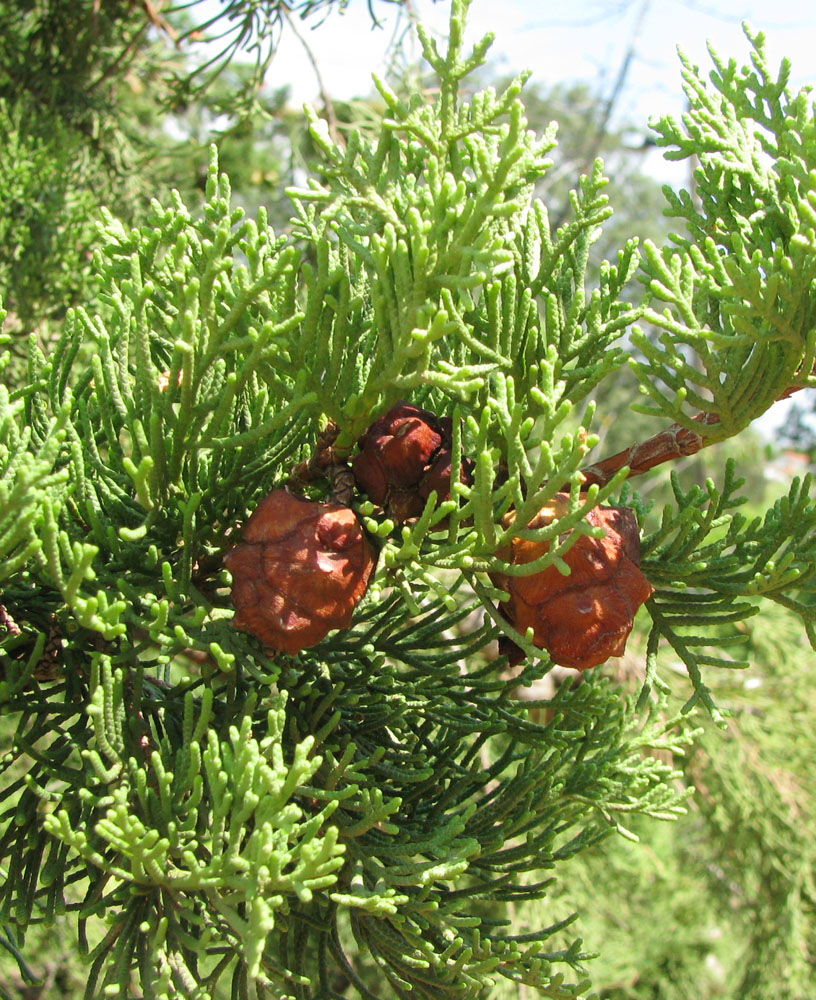 Image of Cupressus sempervirens specimen.