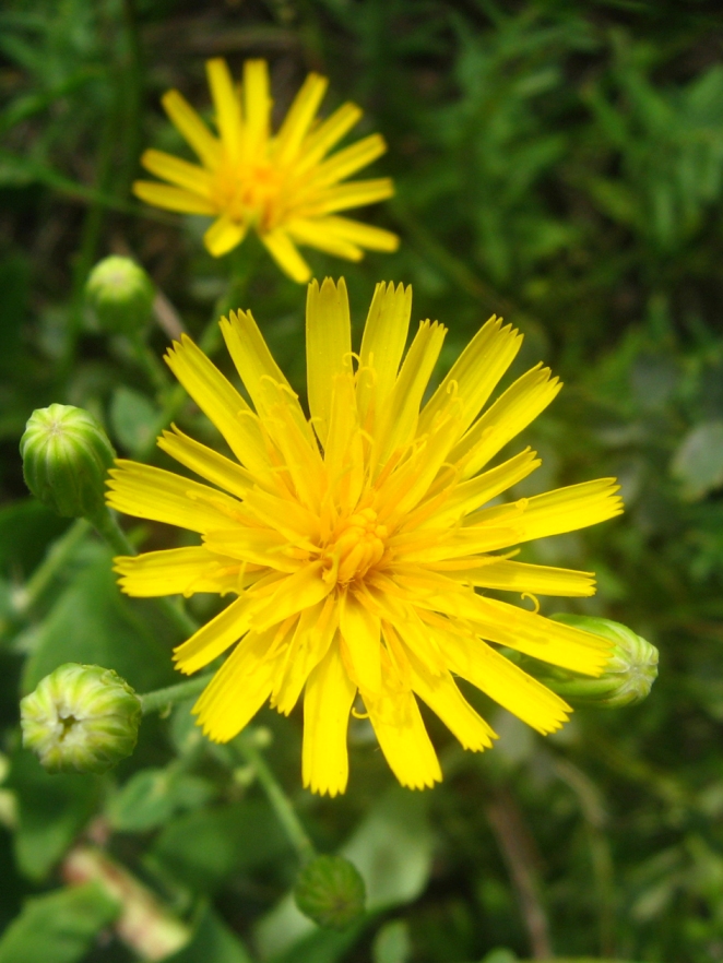 Image of genus Hieracium specimen.