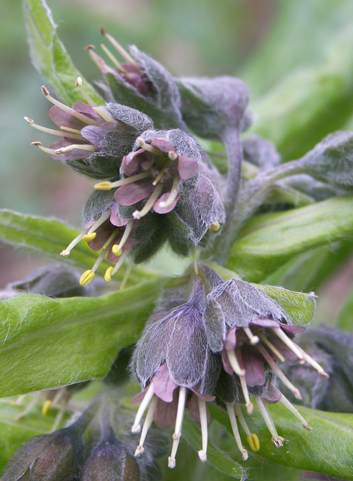 Изображение особи Solenanthus biebersteinii.