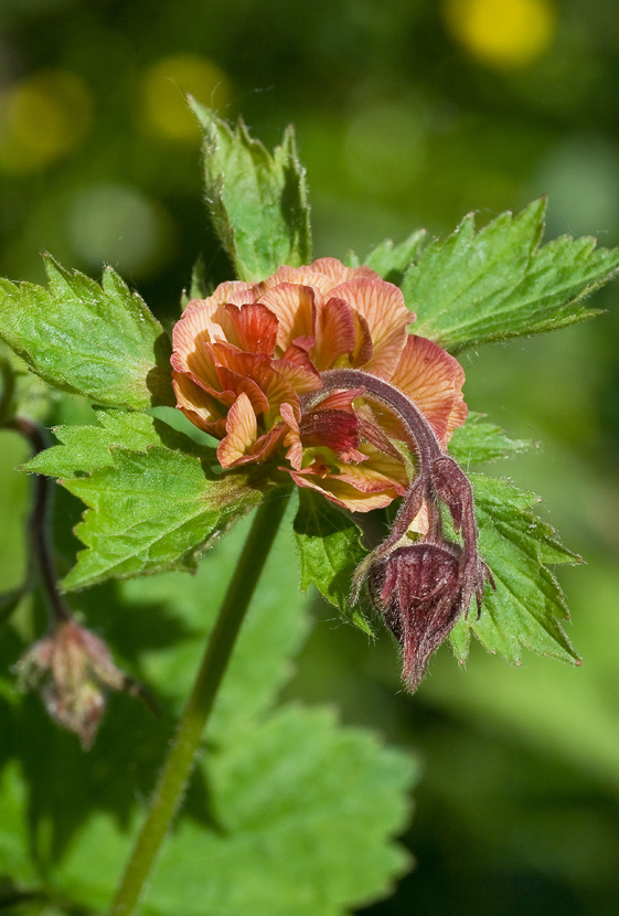 Изображение особи Geum rivale.