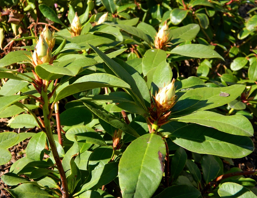 Image of genus Rhododendron specimen.