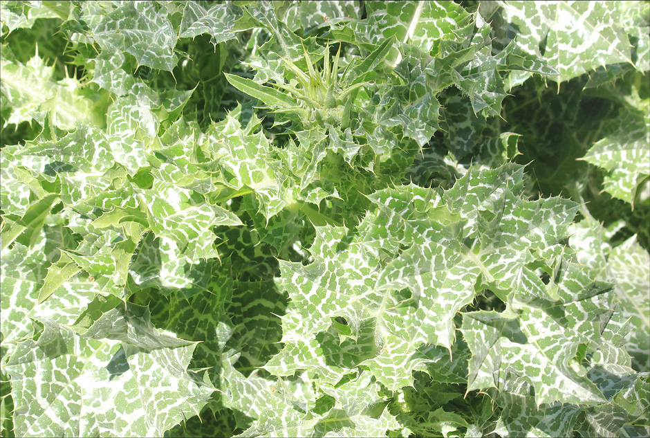 Image of Silybum marianum specimen.