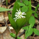 Chloranthus quadrifolius. Верхушка цветущего растения. Приморский край, Уссурийский гор. округ, окр. с. Монакино. 19.05.2013.