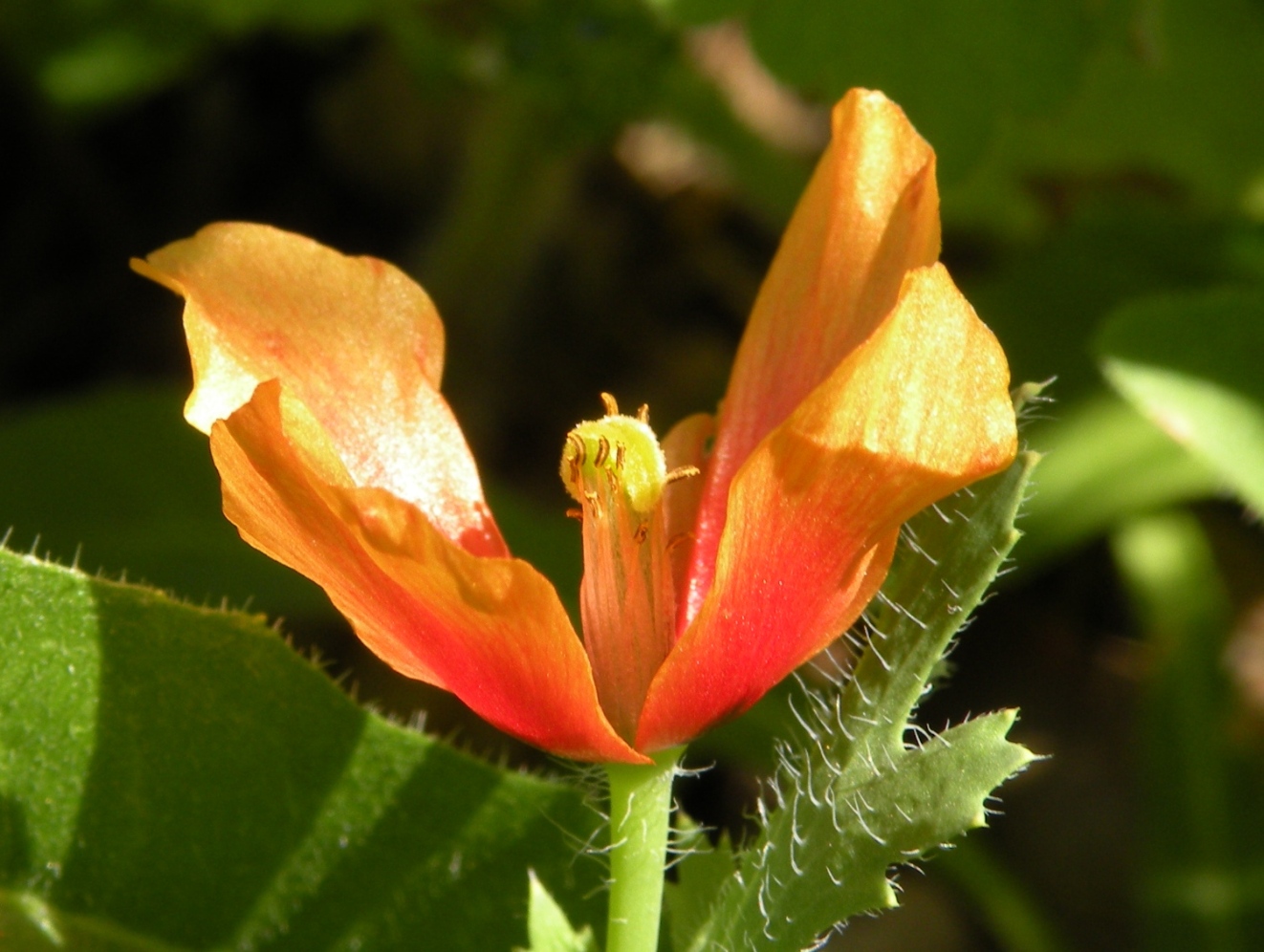 Image of Glaucium corniculatum specimen.