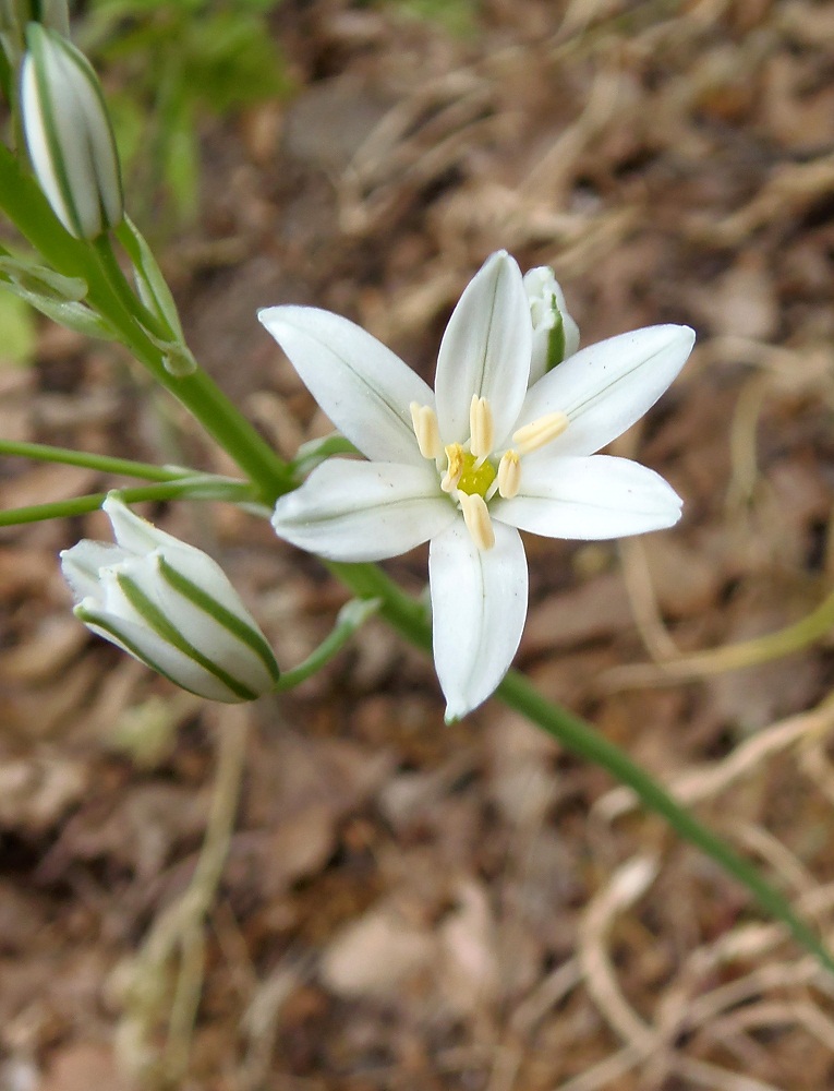 Image of Ornithogalum ponticum specimen.