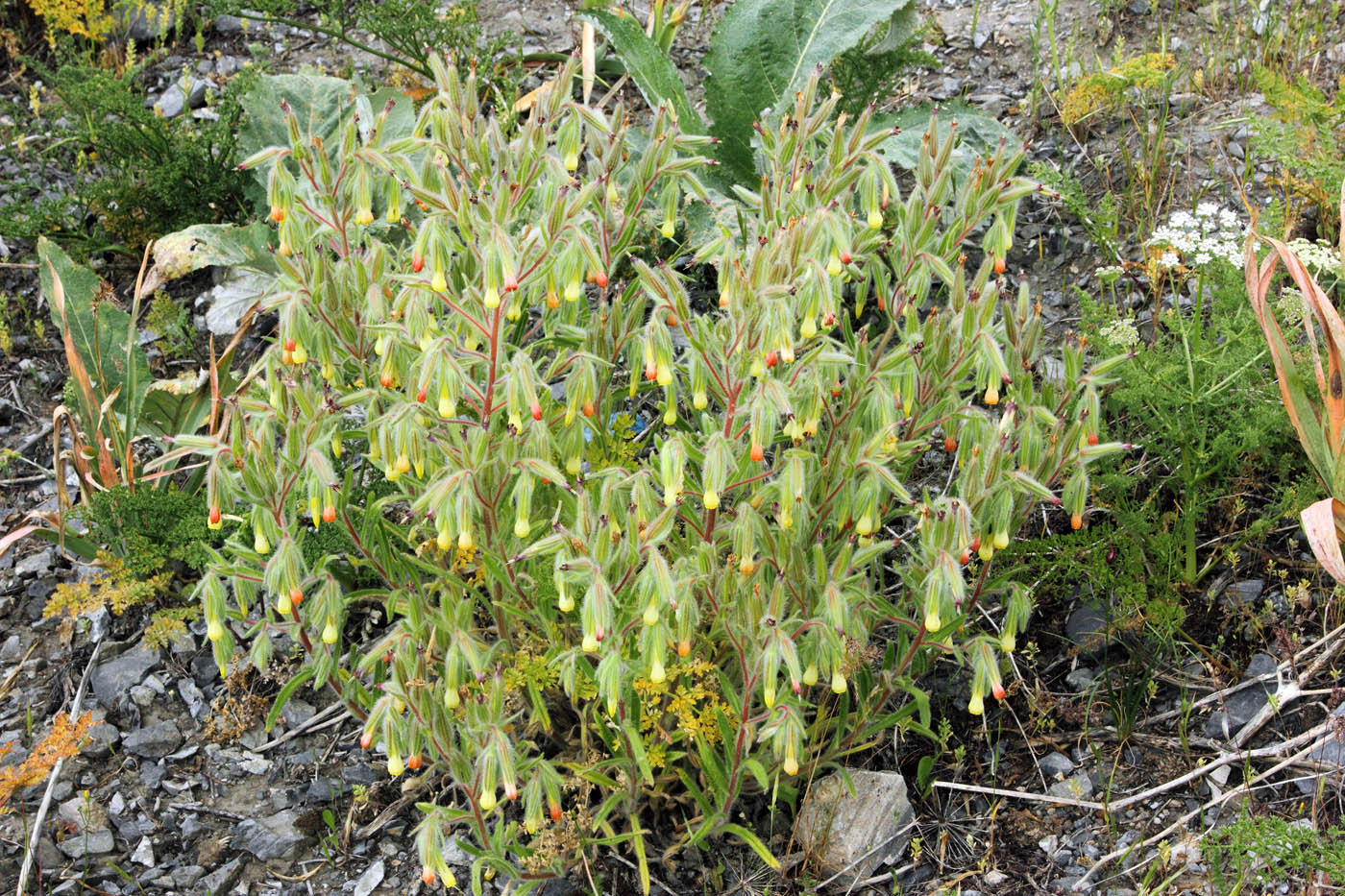 Image of Onosma dichroantha specimen.