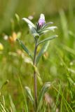 Buglossoides arvensis. Цветущее растение. Южный Казахстан, край плато над каньоном Машат. 08.04.2013.