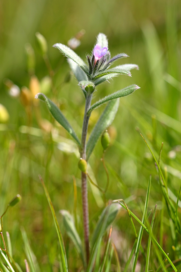 Image of Buglossoides arvensis specimen.