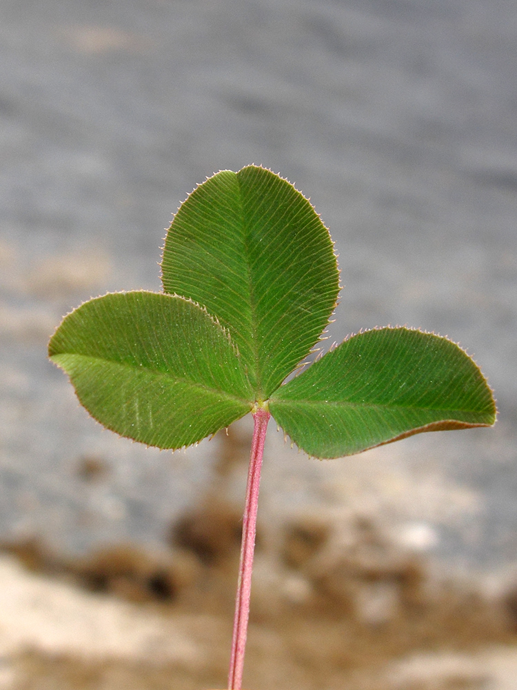 Image of Trifolium hybridum specimen.