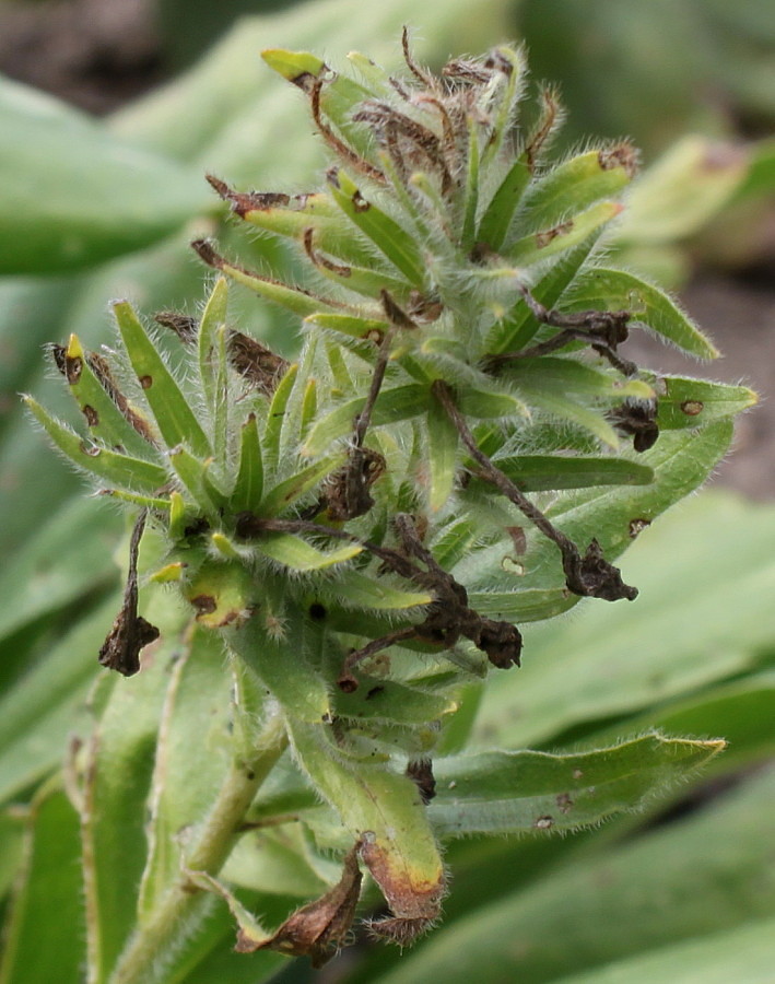 Image of Huynhia pulchra specimen.