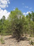 Chosenia arbutifolia. Взрослое растение на прибрежном галечнике. Республика Бурятия, Баунтовский эвенкийский район, окр. пос. Северный, галечниковый берег р. Иннокан. 21.07.2013.