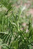 Vicia tenuifolia. Побег с развивающимися соцветиями. Южный Казахстан, верховья Арыси. 12.05.2013.