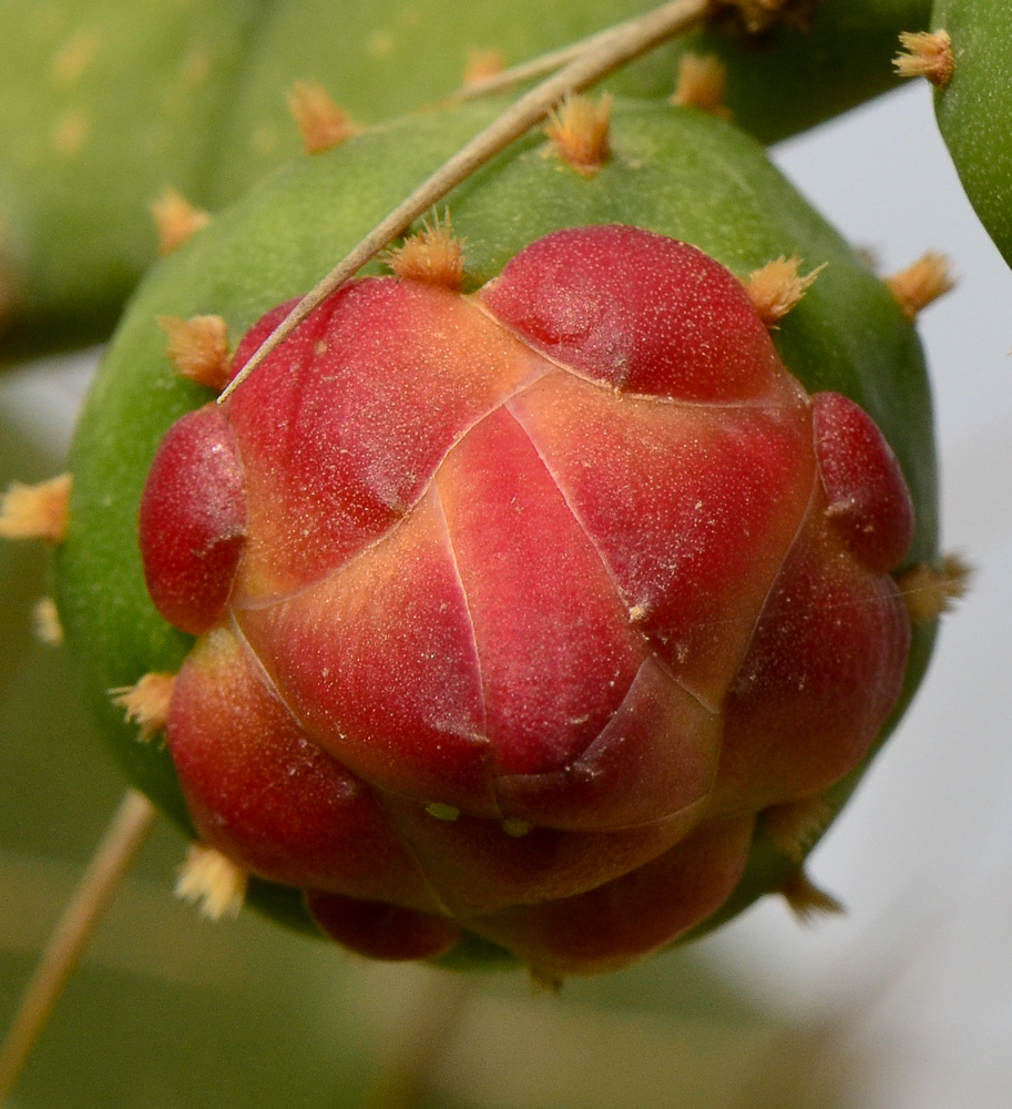 Image of Opuntia cochenillifera specimen.