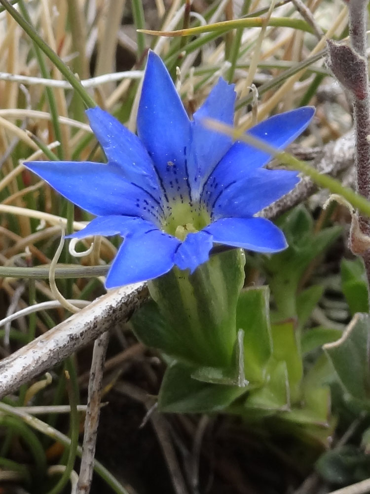 Image of Gentiana karelinii specimen.