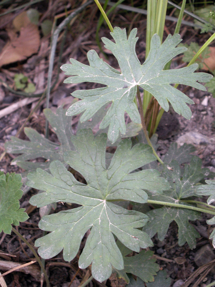 Image of Geranium collinum specimen.