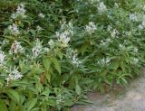 Aconogonon molle. Цветущие растения. Германия, г. Essen, Grugapark. 29.09.2013.