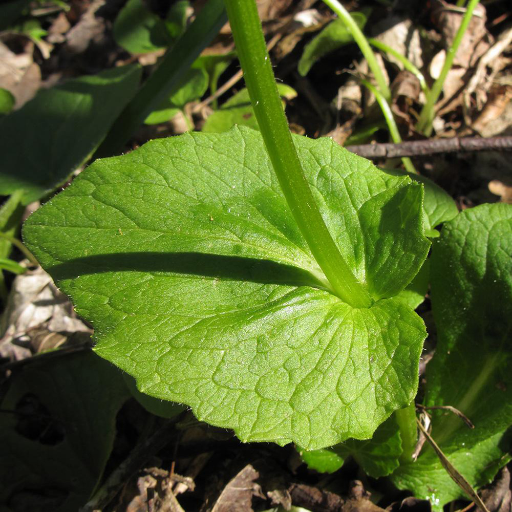 Image of Doronicum orientale specimen.