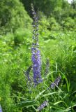 Veronica longifolia