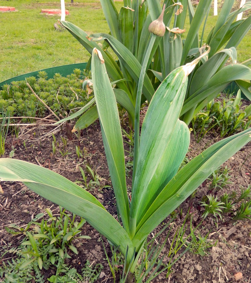 Image of genus Allium specimen.