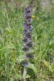 Ajuga orientalis